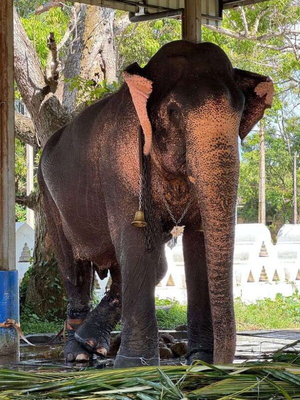 Highlights tour with tasting & Green environment in ella - Who Will Love This Tour?