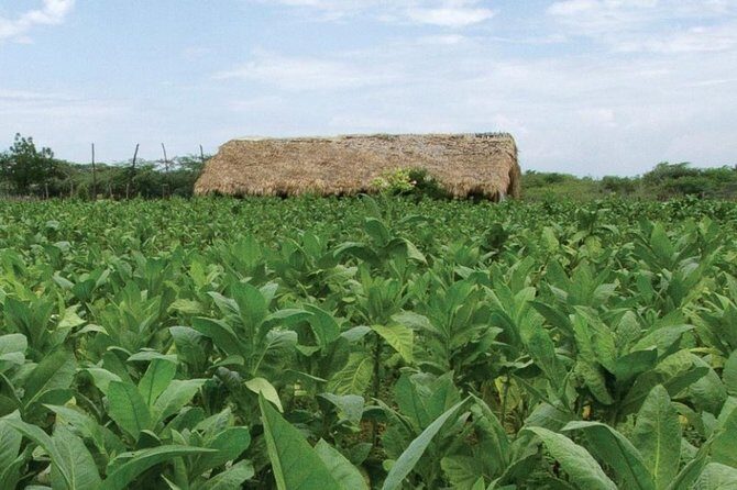 Higuey City Tour - A Cultural Experience From Punta Cana - Key Points