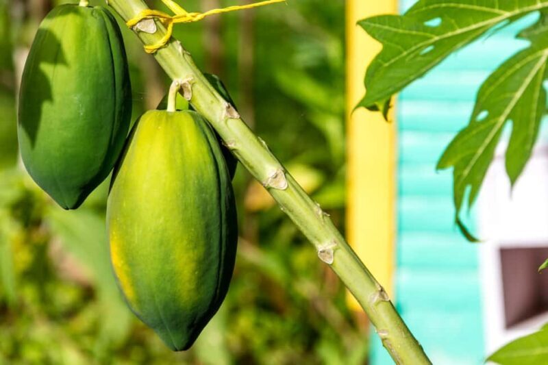 Higuey: Full-Day Tour with River Boat, Lunch, & Voodoo Show - Who Should Consider This Tour?