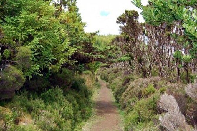 Hike 3 hours Inland Terceira Island - Exploring the Heart of Terceira: A 3-Hour Inland Hike