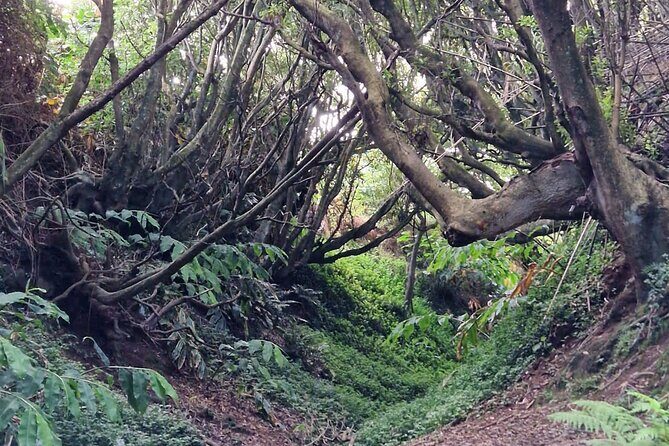 Hike 3 hours Inland Terceira Island - Key Points