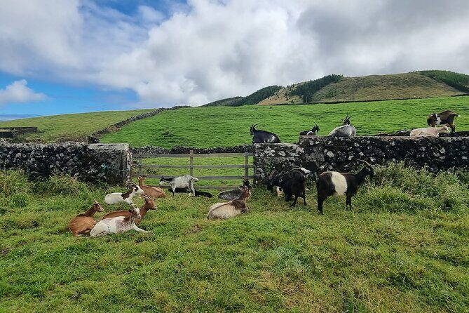 Hike 3 hours Inland Terceira Island - FAQ