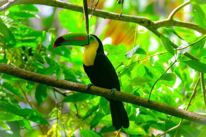 Hike Adventure in Cahuita National Park - Key Points