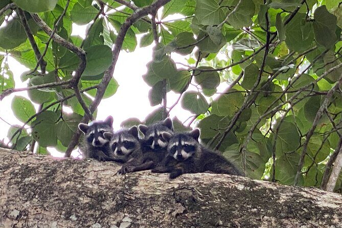 Hike Adventure in Cahuita National Park - Exploring Cahuita National Park: A Detailed Experience