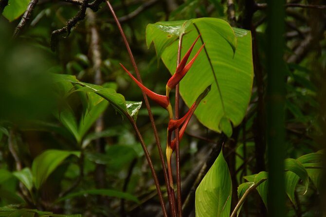 Hike at Rainforest Adventures Costa Rica Braulio Carrillo - Authenticity and What Travelers Appreciate