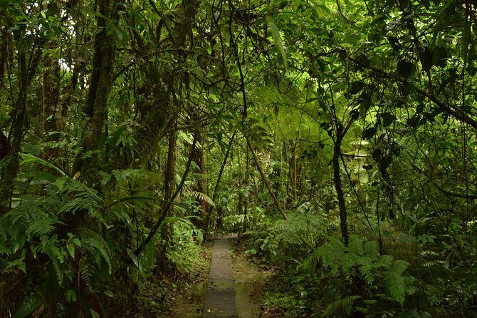 Hike at Rainforest Adventures Costa Rica Braulio Carrillo - Who This Tour Is Best For