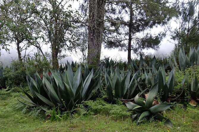 Hike el Camino Real, Latuvi  Lachatao - The Sum Up: Is This Tour Worth It?