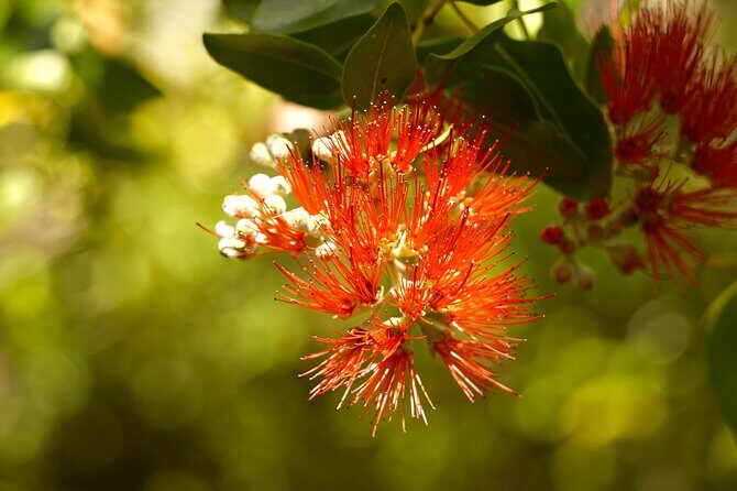 Hike Honolua Ridgeline - The Sum Up: A Genuine Taste of Mauis Natural Heritage