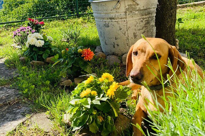Hike in Blevios Forest for a Private Yoga Class - A Unique Yoga Experience in the Blevio Forest