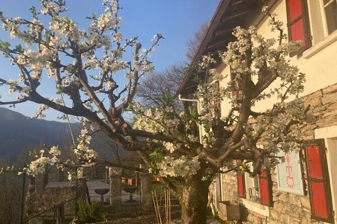 Hike in Blevios Forest for a Private Yoga Class - Who Should Consider This Tour?