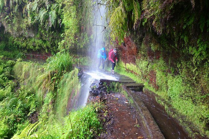 Hike in Laurisilva Levada do Rei - Madre of Life small Group guided walk - Key Points
