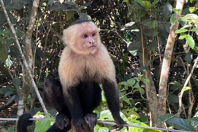 Hike in Manuel Antonio National Park with Transportation - Key Points