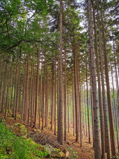 Hike in Polish Mountains: Day trip to Rudawy Janowickie - Who this tour is perfect for