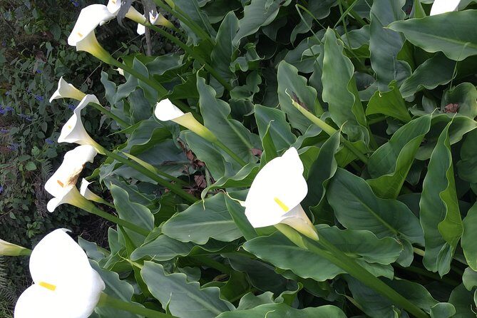 Hike in pristine Forest, a view from above Atitlan - The Sum Up