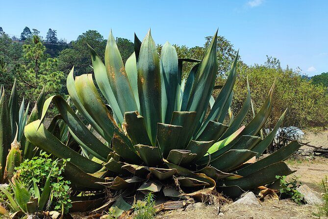 Hike in the Sierra Norte, Cuajimoloyas - Why This Tour Offers Good Value