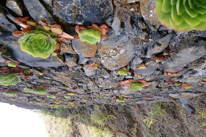 Hike Larano, Boca do Risco Porto da Cruz Levada in a small group - The Experience Itself: What Youll Actually Do