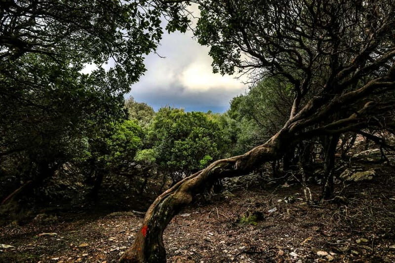 Hike Randi's Forest, Seychelles by Boat & Lunch - Is This Tour Worth It?