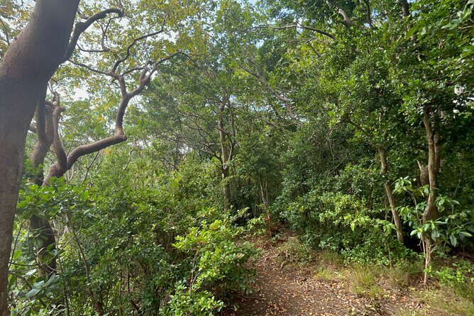 Hike St Kitts: Wingfield Rainforest and Romney Experience - Exploring the Wingfield Rainforest and Romney Experience