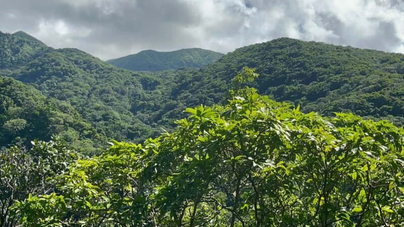 Hike St Kitts: Wingfield Rainforest and Romney Experience - FAQ