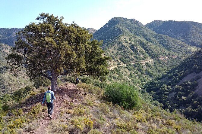 Hike the Cork Oak trail and try some Delicious Cheese - Discover the Beauty of Sierra Espadán on a Guided Hike with Cheese Tasting