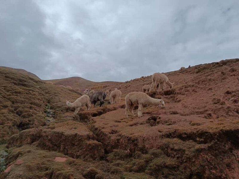 Hike to Humantay Lake for a Day Trip including meals - Key Points