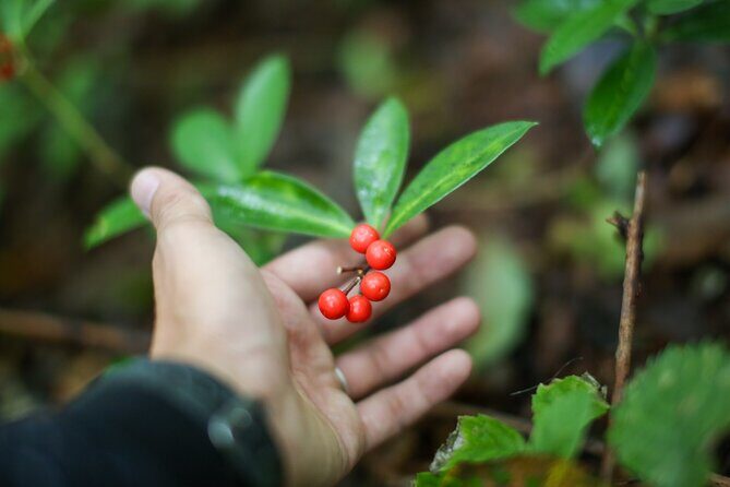 Hike up Mt. Omine and enjoy the view of Miyajima - FAQs