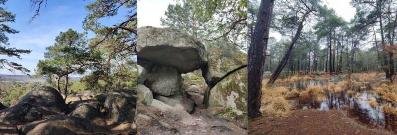 Hiking Adventure in the Fontainebleau Forest - Exploring the Fontainebleau Forest: An Authentic Outdoor Experience Near Paris