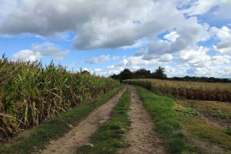 Hiking Adventure in Van Gogh's footsteps (6 miles walk) - The Value of This Experience