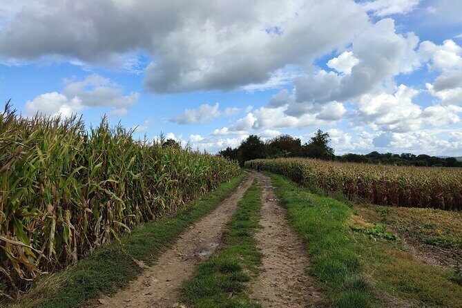 Hiking Adventure in Van Gogh's Footsteps with 6 miles walk - The Sum Up
