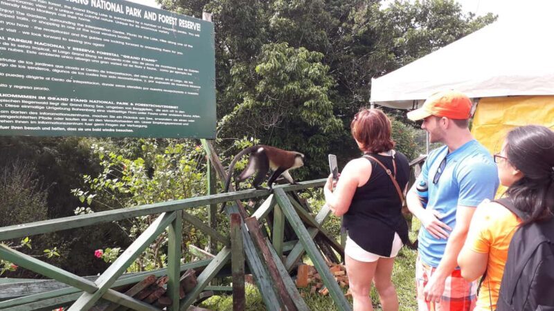 Hiking Adventure Through Grand E'tang RainForest - Who Should Consider This Tour?