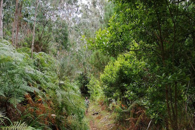 Hiking and Trekking tours in Madeira - Transportation and Convenience