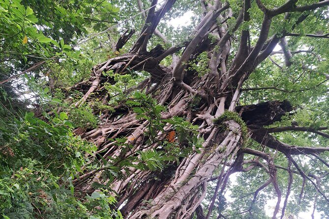 Hiking around Mount Yasur and Tanna Island - The Value and Overall Impression