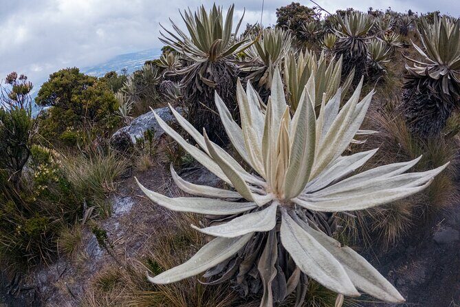 Hiking Chingaza Páramo, Siecha Lagoons - A Deep Dive into the Chingaza Páramo and Siecha Lagoons Tour