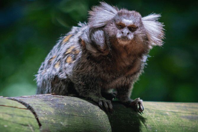 Hiking Ecotour Jaraguá Park  Incredible Rain Forest Landscapes In São Paulo - Exploring São Paulo’s Natural Side: The Jaraguá Park Ecotour