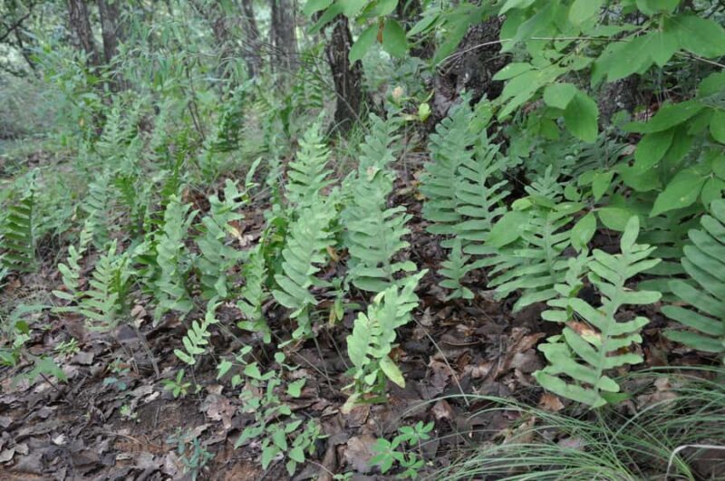 Hiking in Benito Juárez National Park - FAQs