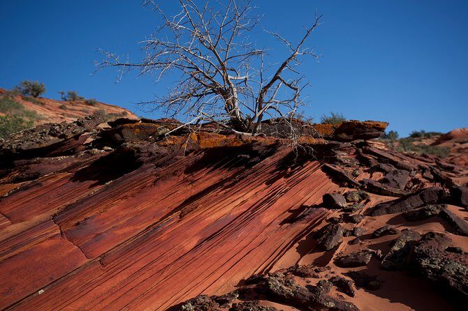 Hiking in Kanab: Walk and Photograph the incredible Wire Pass Slot Canyon! - An Authentic Day in Zion’s Sneaky Treasure: Wire Pass Slot Canyon