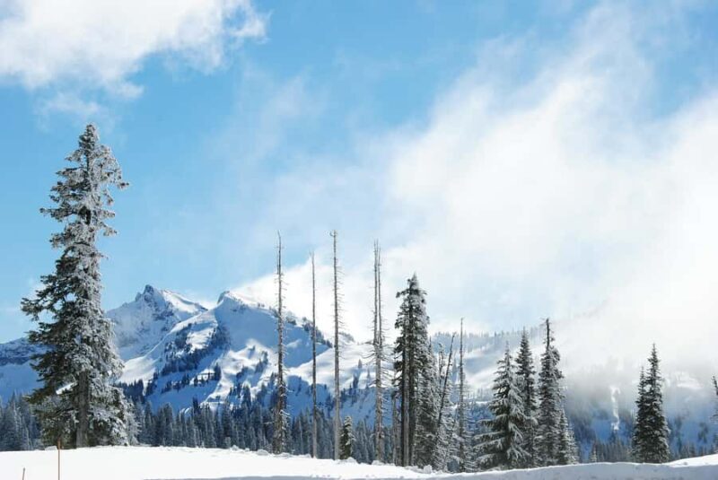 Hiking in Mount Rainier Private Tour from Seattle - In-Depth Look at the Itinerary