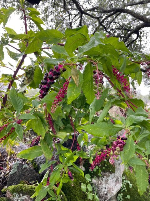 Hiking in Nature: Guided paths passing through Marvão - Final Thoughts