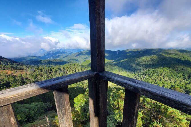 Hiking in the Enchanted Forest of Ixtepeji with Rescue Dogs - Hiking in the Enchanted Forest of Ixtepeji with Rescue Dogs: A Truly Unique Experience