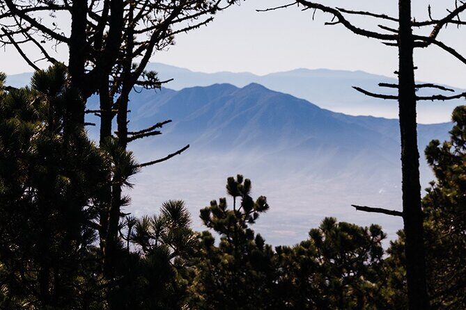Hiking in the Enchanted Forest of Ixtepeji with Rescue Dogs - Why We Recommend This Tour