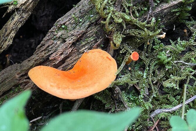 Hiking in the Enchanted Forest of Ixtepeji with Rescue Dogs - FAQs