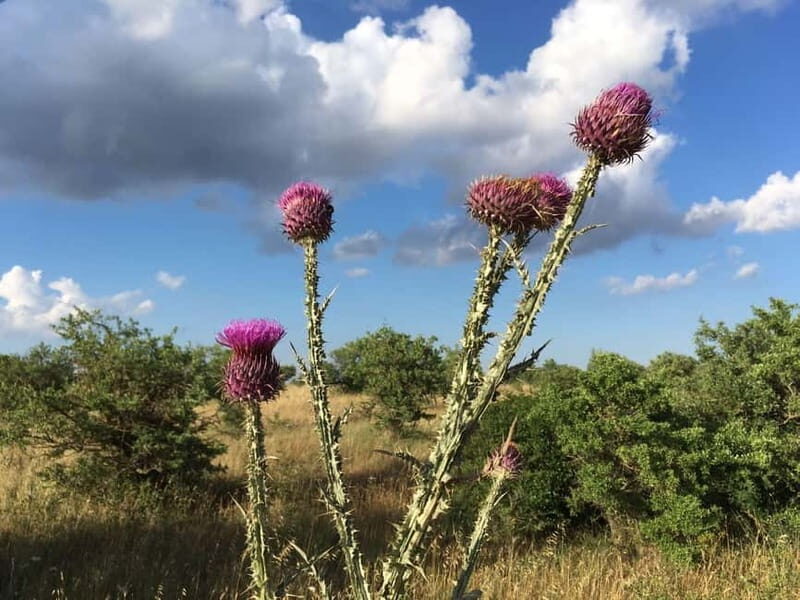 Hiking in the Murgia of Castel del Monte - Hiking in the Murgia of Castel del Monte: A Walk Through Nature and Heritage in Apulia