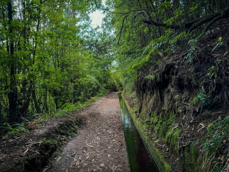 Hiking Madeira: Levada do Rei and the Majestic Laurissilva - Why This Tour Offers Great Value