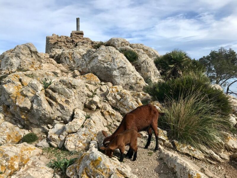 Hiking on Alcúdia Peninsula - The Authentic Experience