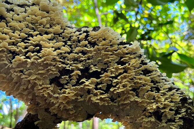 Hiking (Pax 2 persons minimun) - Experience a Guided Nature Hike in Sámara, Costa Rica