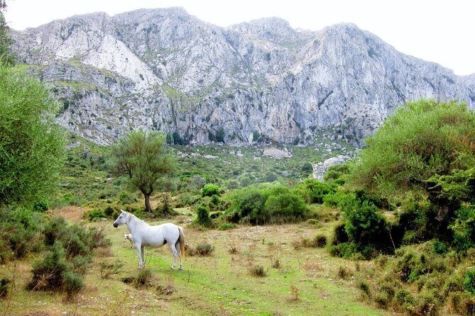 Hiking Private Tour in Pollensa - Who Should Consider This Tour?