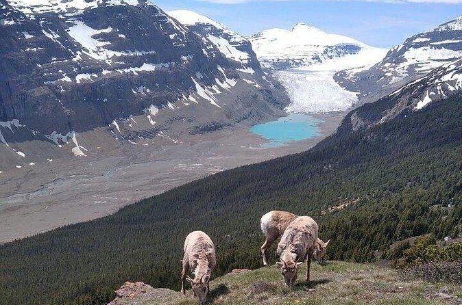 Hiking the Columbia Icefields Region with Your Private Guide - Who Should Consider This Tour?