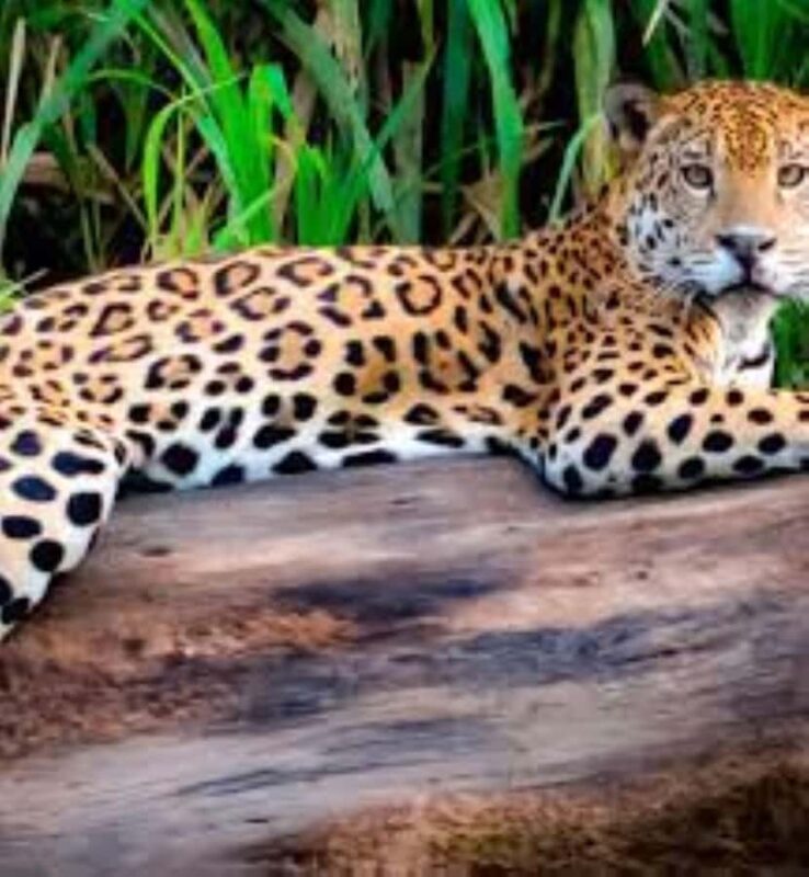 Hiking through the jungle and Sandoval Lake | Full day - Why This Tour Works for Different Types of Travelers