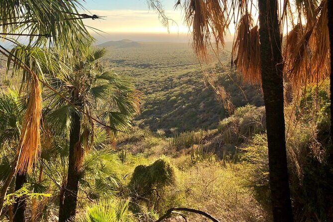 Hiking to Desert Palm Oases of San Carlos with a Biologist - Hiking to Desert Palm Oases of San Carlos with a Biologist: A Deep Dive into Nature and Local Culture