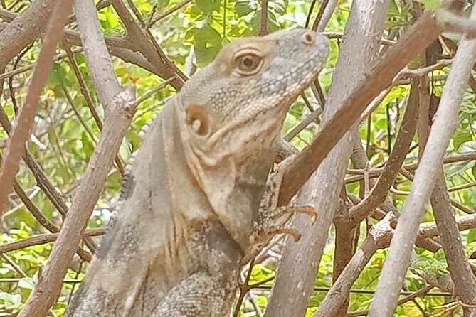 Hiking to Desert Palm Oases of San Carlos with a Biologist - Why This Tour Stands Out